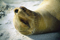 sea lion enjoying the sun