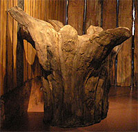 upturned tree trunk from seahenge