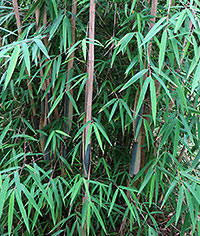 Bamboo at Carwinion Garden