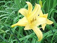 yellow hemerocallis flower