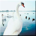 Swans on the Bosham Channel Hampshire