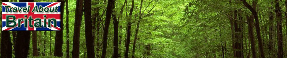 Beech Trees