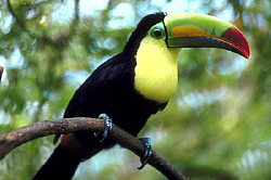 toucan perched in tree