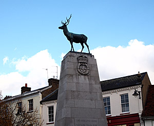 Hertfordshire Deer
