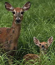 Deer with Fawn