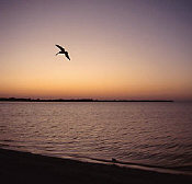 Seabird at Sunset