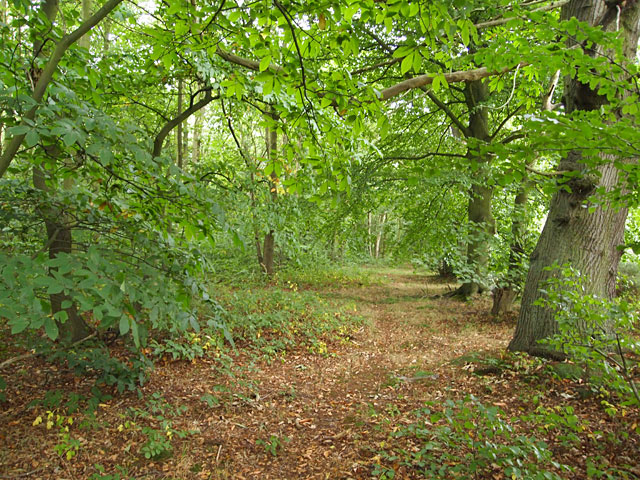 Sherwood Forest Trees