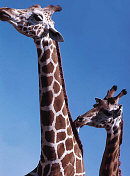 giraffes at Africa Alive